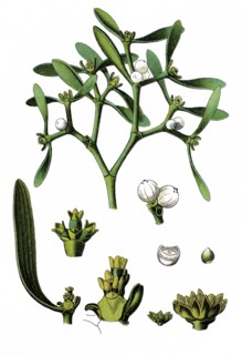 European mistletoe