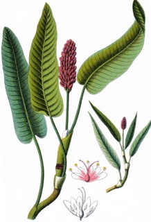 Longroot smartweed