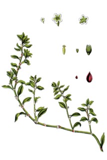 Common knotgrass