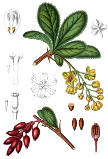 European barberry