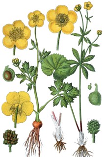 Buttercup