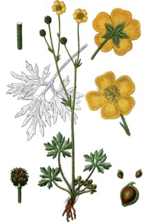 Ranunculus polyanthemos