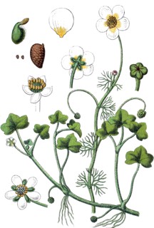 Crowfoot