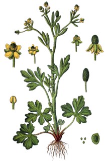 Buttercup