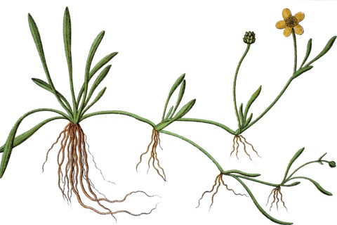 Creeping spearwort