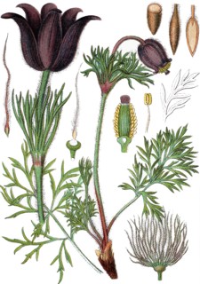 Pasqueflower