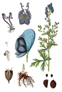 Monkshood