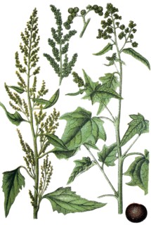 Goosefoots