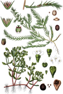 Montia minor