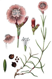Sequier's pink