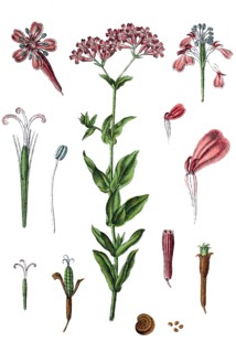 Sweet william catchfly