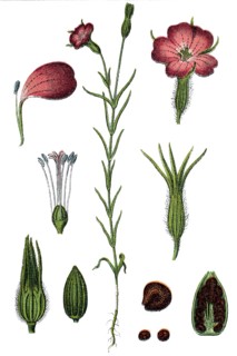 Common corn-cockle