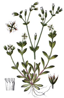 Minuartia tetrandra