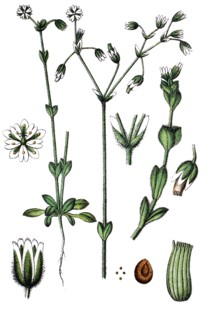 Sandworts