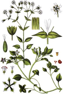Sandworts