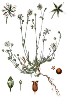 Sandworts