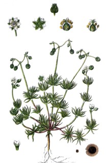 Pearlwort spurrey