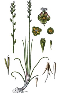 Marsh arrowgrass