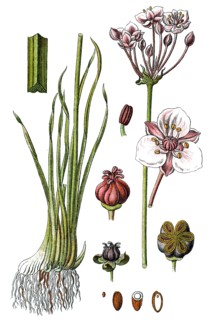 Flowering rush or grass rush