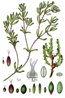 Spiny naiad