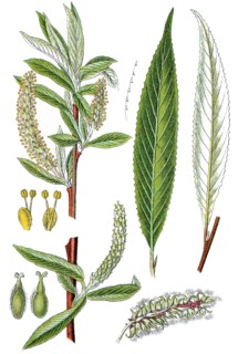 White willow