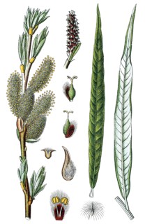 Common osier