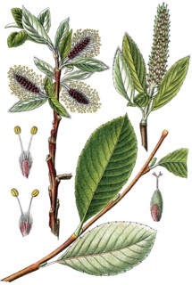 Willow
