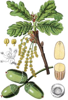 English oak