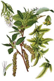 Common hornbeam