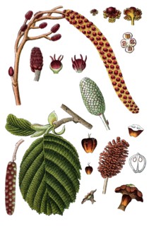 Black alder