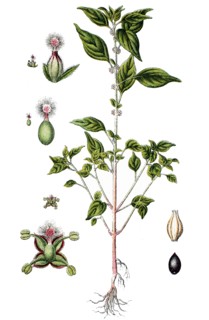 Pellitory-of-the-wall