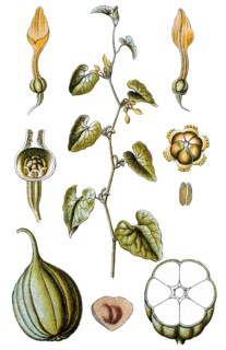 Birthwort