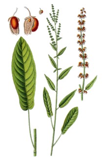 Rumex nemorosus
