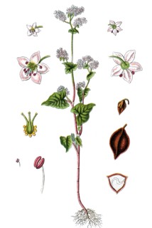 Buckwheat
