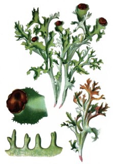 Iceland moss,