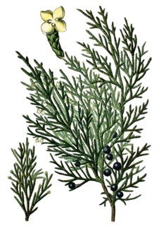 Savin juniper