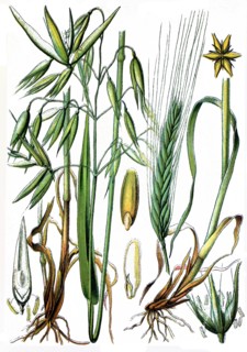 Avena sativa
