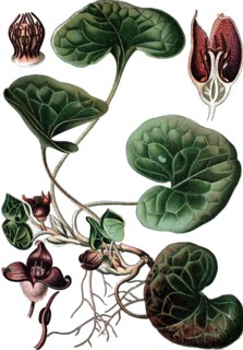 European wild ginger