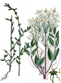 Common knotgrass