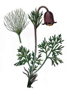 Small pasque flower