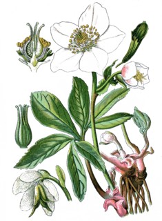 Christmas rose