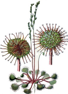 common sundew