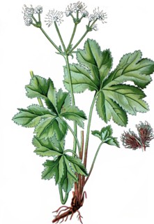 wood sanicle