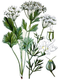 Aniseed,