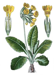 Cowslip