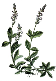 Heath speedwell