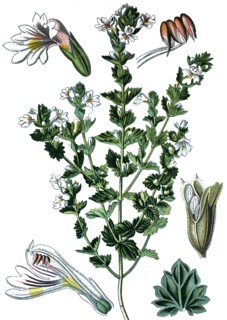 Eyebright