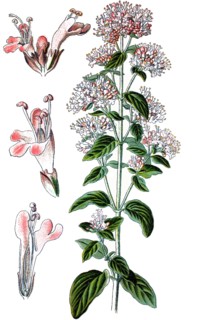 Oregano,