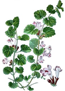 Ground-ivy