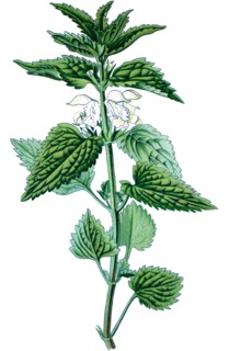 White nettle